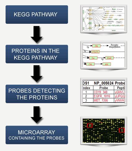 Cell Signaling Workflow