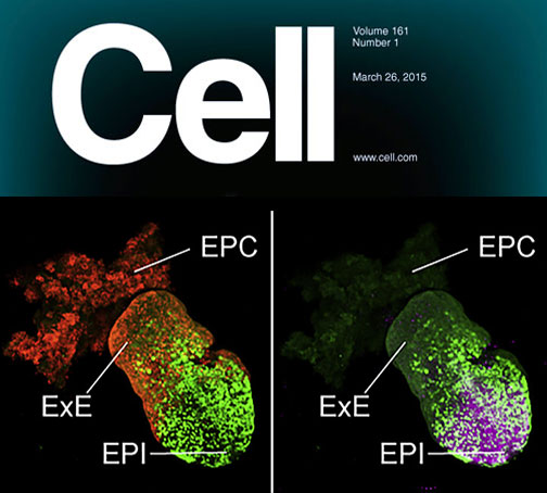 single cell rna sequencing