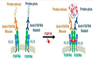 Curtailing FGF19’s mitogenicity by suppressing its receptor dimerization ability