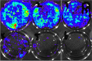 Develop microRNA-210 as a novel therapy for treatment of ischemic heart disease