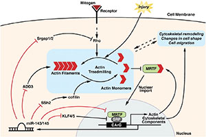 Understanding how microRNAs modulate the cytoskeletal dynamics and responsiveness of smooth muscle cells to injury