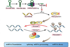 Understanding how triclosan-induced abnormal expression of miRNAs regulates m6A methylation level to cause lipid metabolism disorder