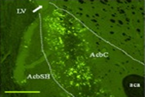 Identify novel therapeutic targets for alcoholism