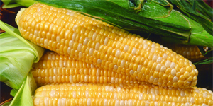 Identify miRNAs and their target genes associated with sweet corn seed vigor