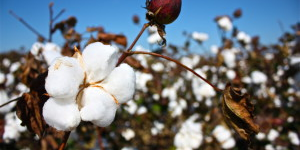 Analyze microRNAs involved in anther development in cotton genic male sterile line