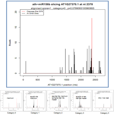 Degradome Sequencing