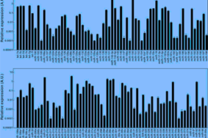 Peripheral blood miRNA signatures can be utilized to identify patients exhibiting atherosclerotic coronary artery disease