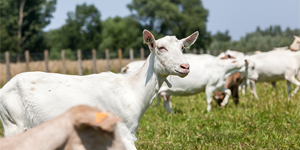 Explore the formation of receptive endometrium in dairy goats