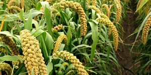 Investigate Crop Evolution and Sigma Factor Genes in Foxtail Millet (Setaria italica)