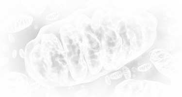 Mitochondrial Sequencing