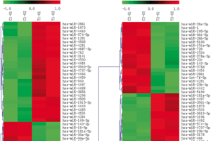 Insights into underlying mechanism of atrial fibrillation in rheumatic mitral valve disease