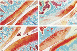 Demonstrate the potential utility of microRNAs as therapeutic targets for osteoarthritis