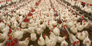 Reveal the importance of hormones that regulate broodiness behavior in poultry