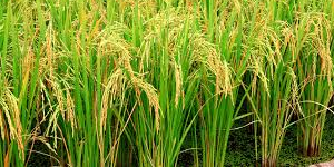 Understand the effect of polyploidy on small RNA expression patterns during pollen development in rice