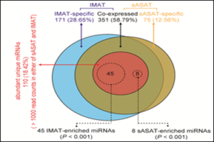 Intermuscular adipose tissue should be recognized as a potential metabolic risk factor of obesity