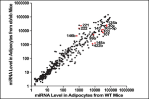 Understanding adipose tissue dysfunction and the link between chronic inflammation and obesity with insulin resistance