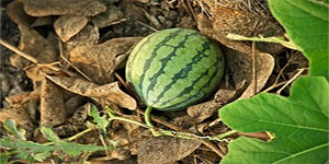 Gain insights into molecular aspects of miRNA-mediated regulation in grafted watermelon