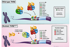 Investigating the role of miRNA in cardiac hypertrophic growth and in alteration of heart functions